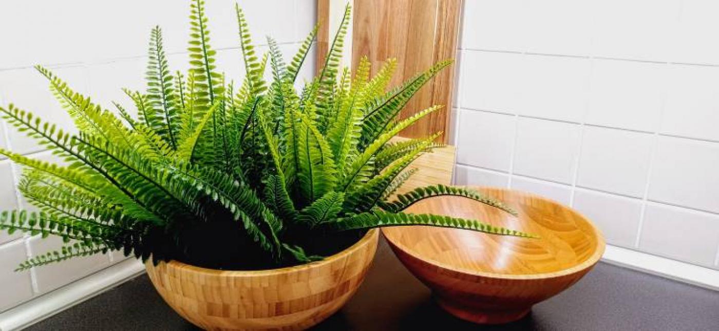 Quais as melhorers plantas para ter em casa