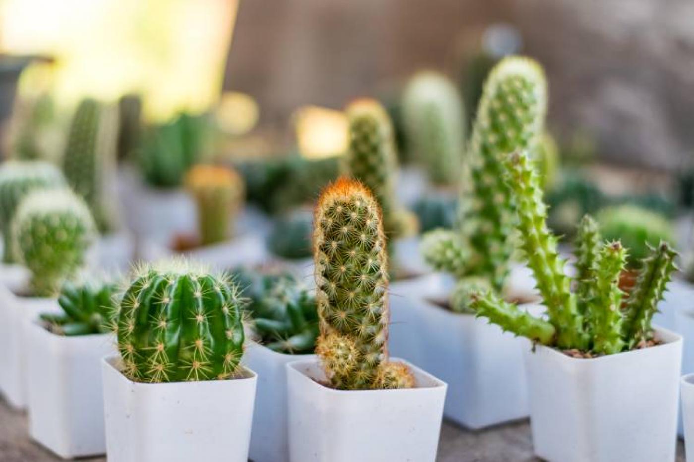 Quais as melhores plantinhas para ter em apartamento